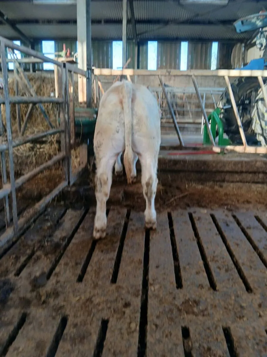 CH BULL WEANLING - Image 4