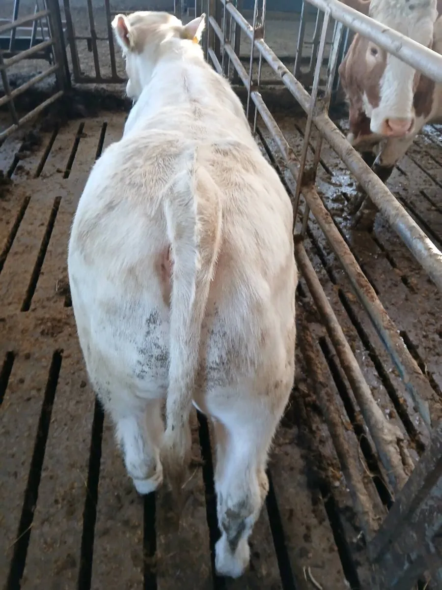 CH BULL WEANLING - Image 3