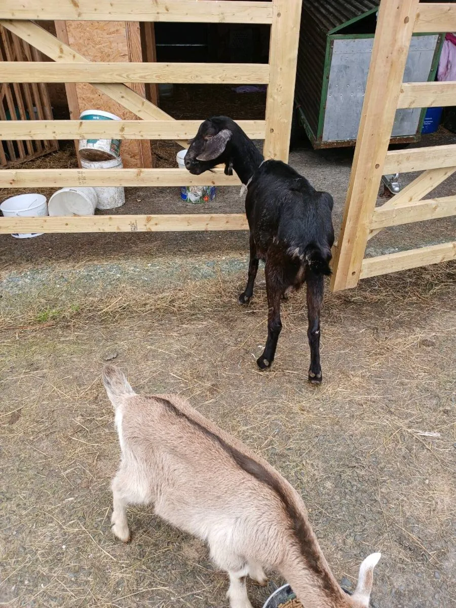 Nubian goat female - Image 2