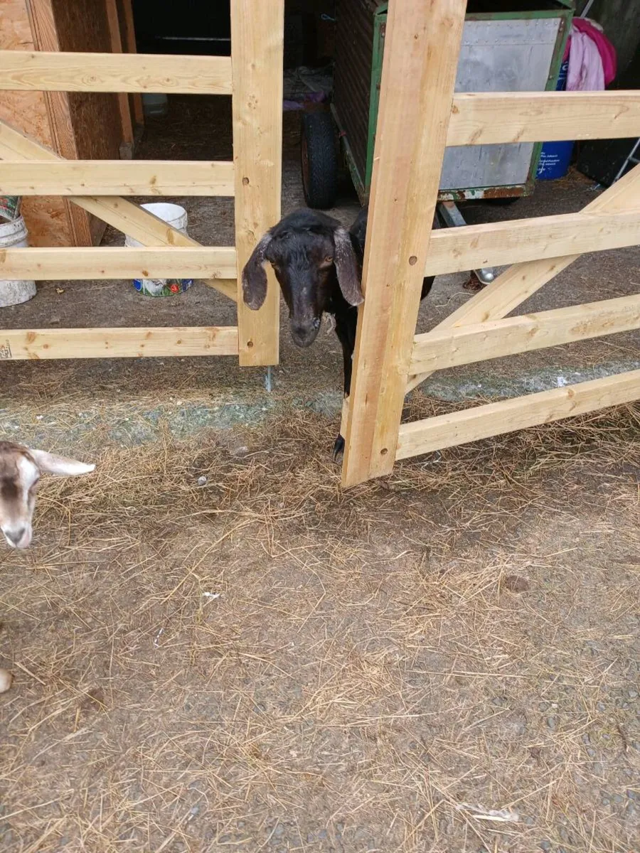 Nubian goat female - Image 1