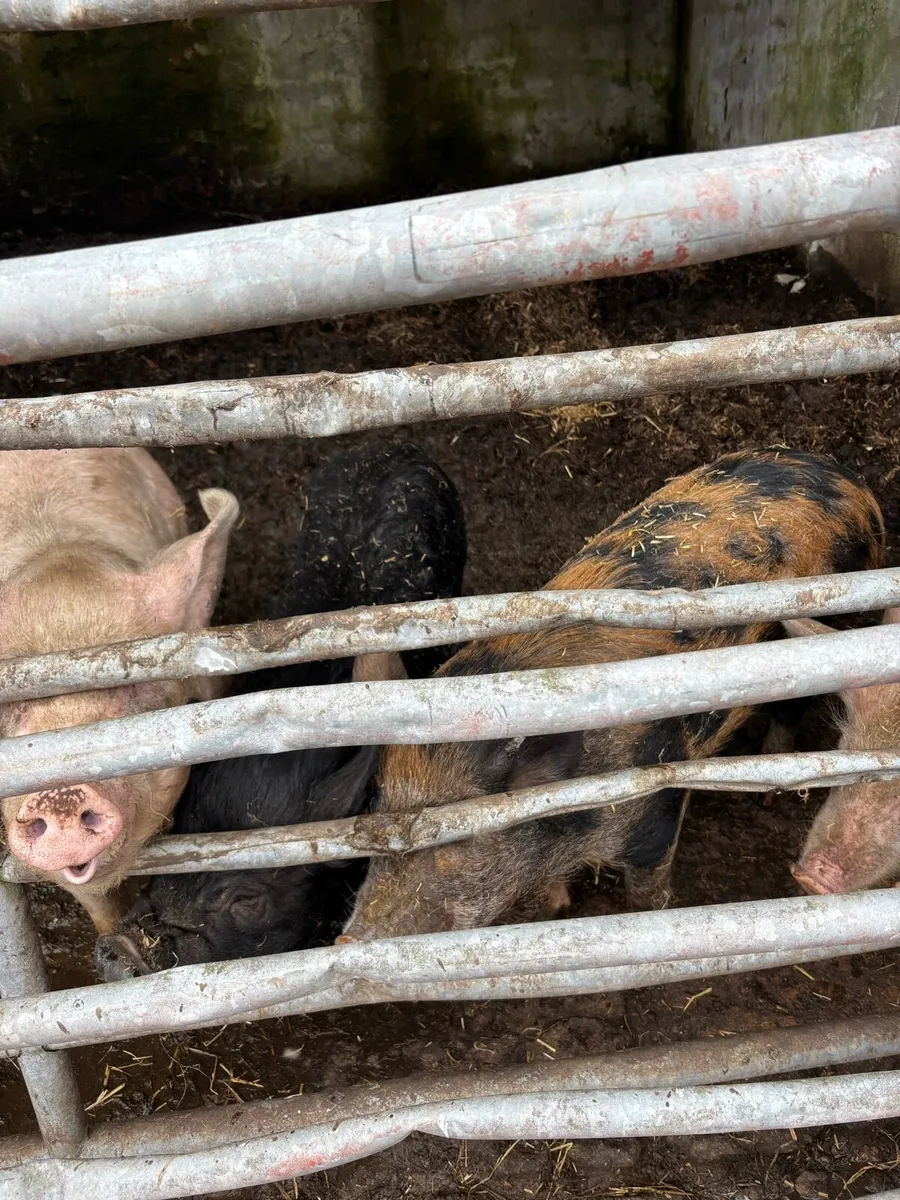 Pigs - Image 3