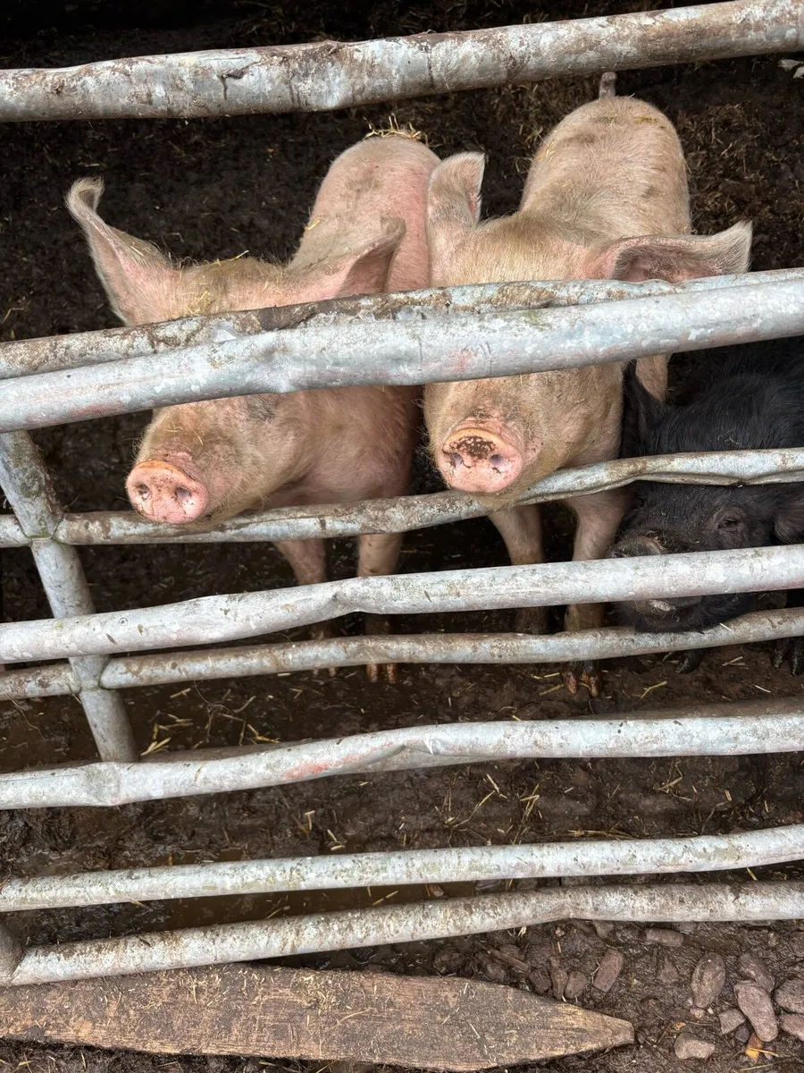 Pigs - Image 4