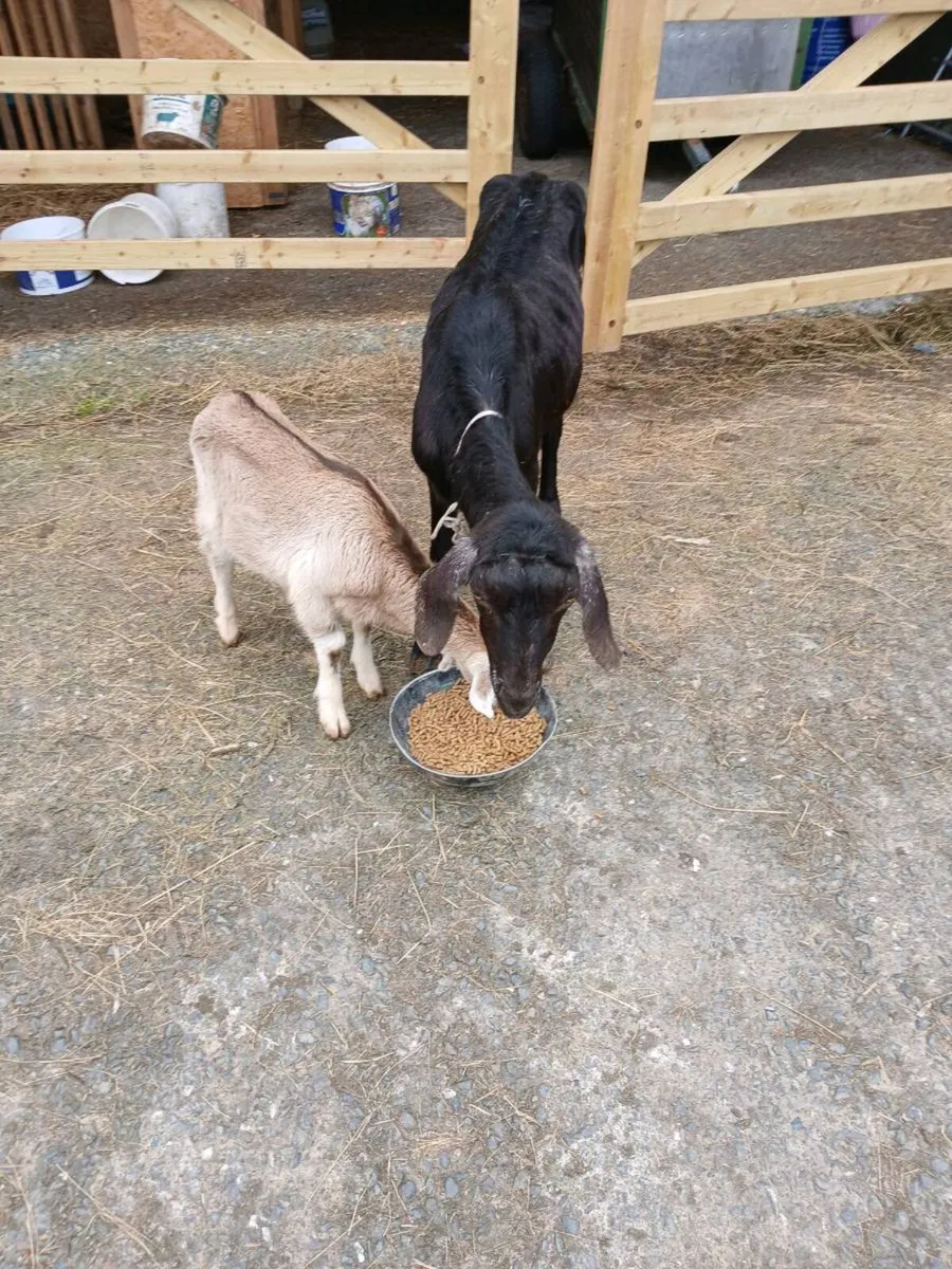 Nubian goat female - Image 3