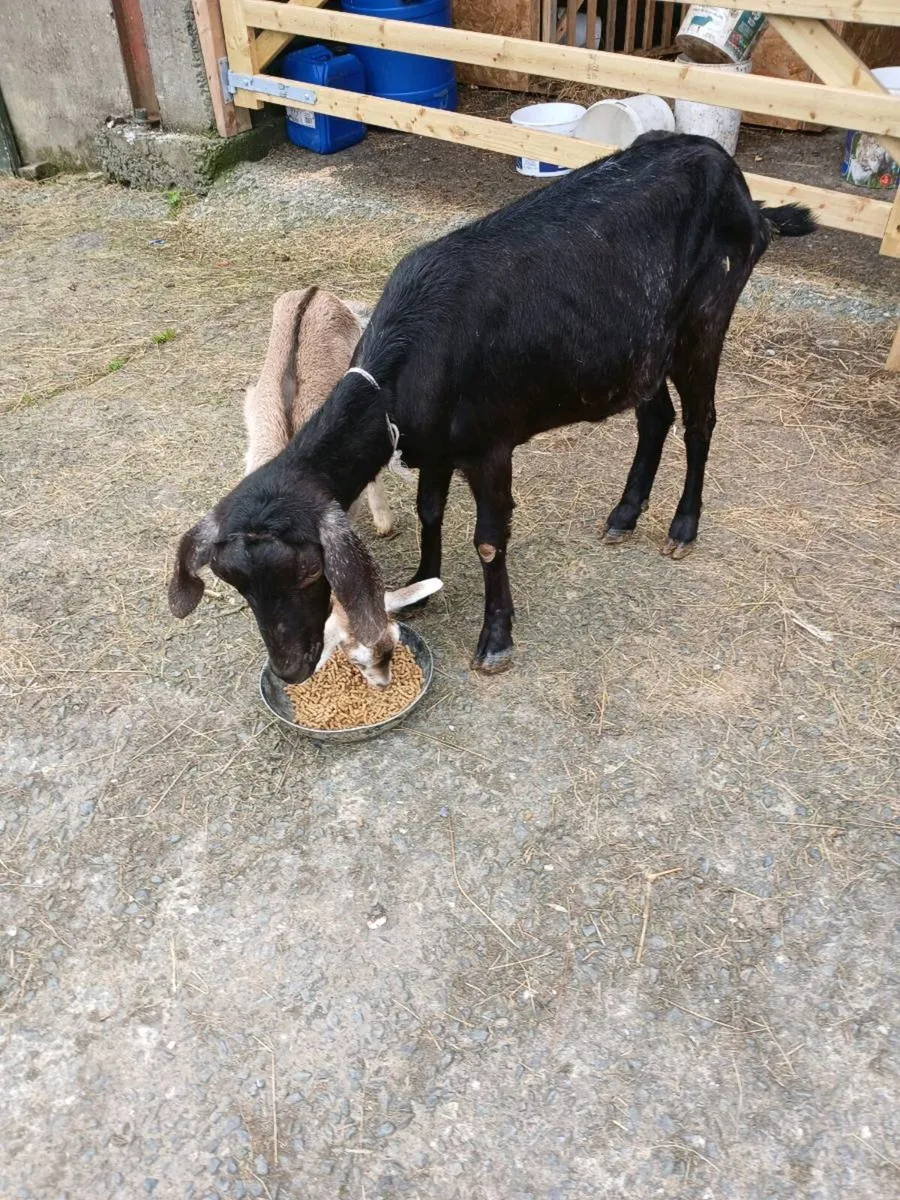 Nubian goat female - Image 4