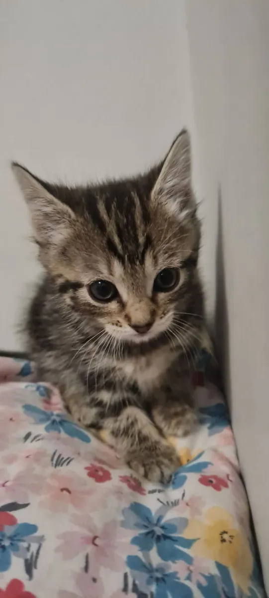 Kittens - Image 3