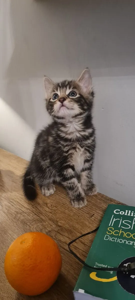 Kittens - Image 2