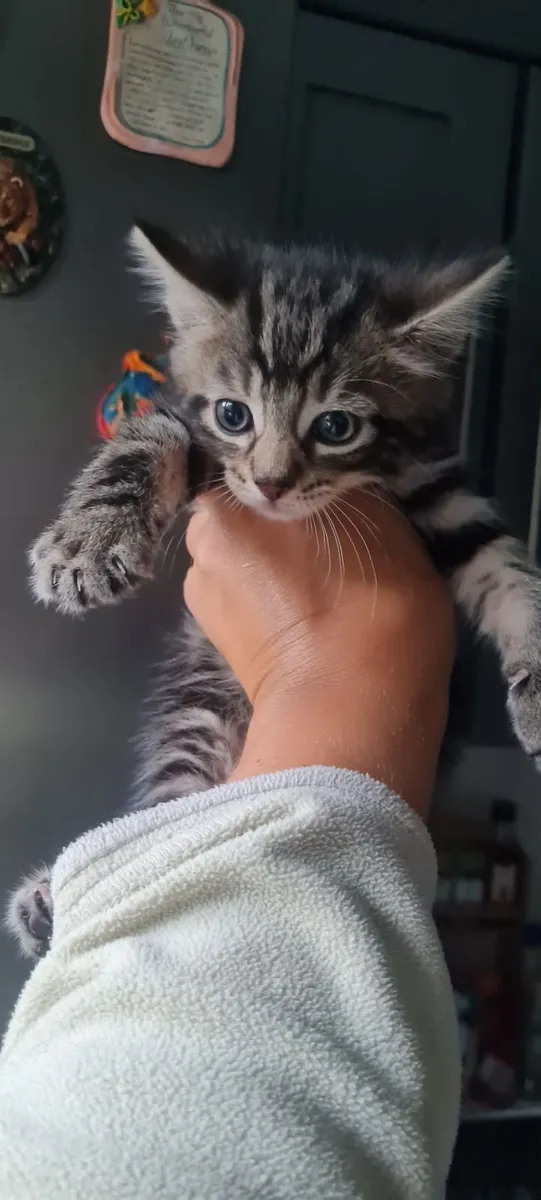 Kittens - Image 4