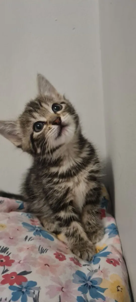 Kittens - Image 1