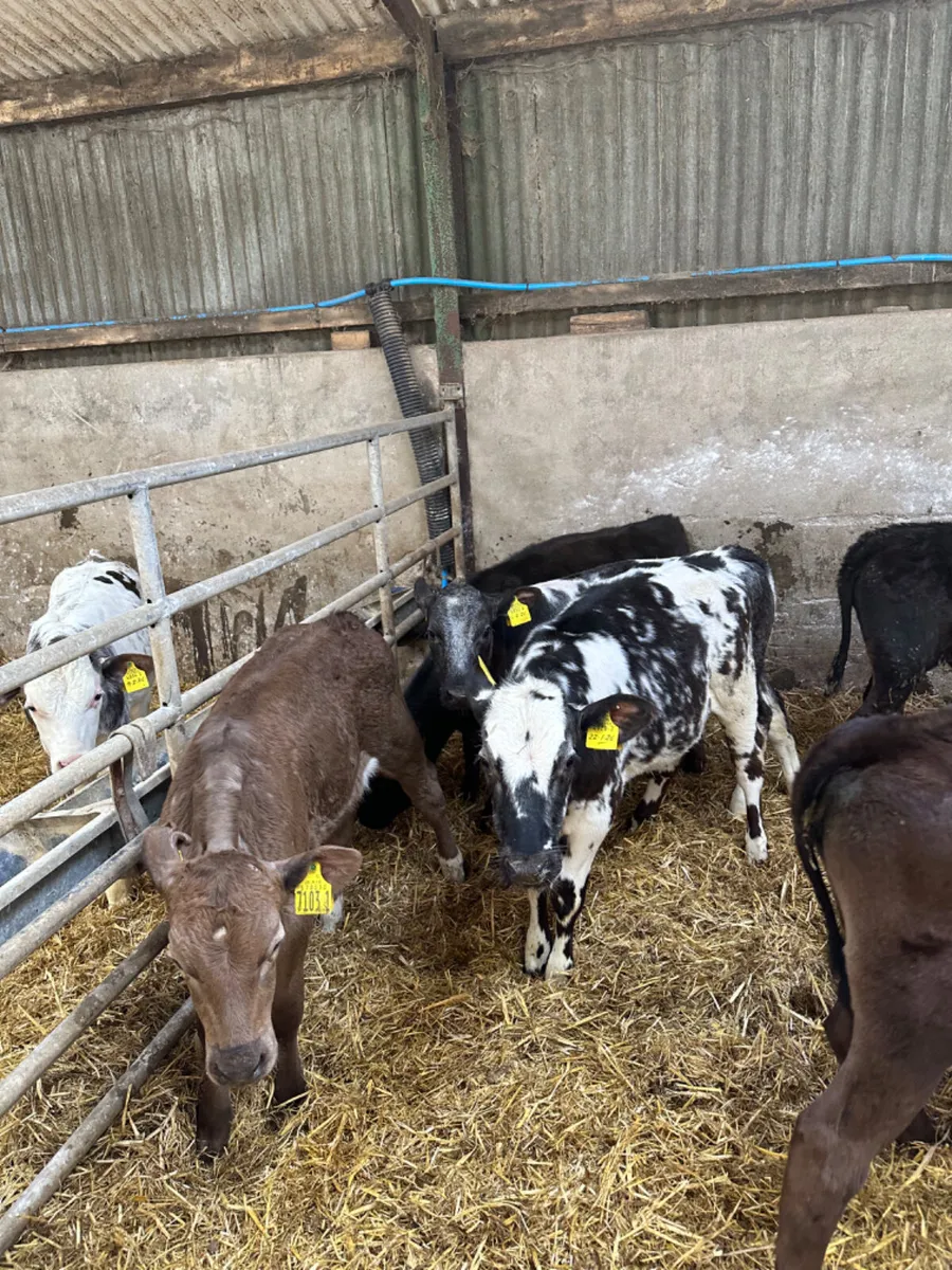 Reared heifers - Image 3