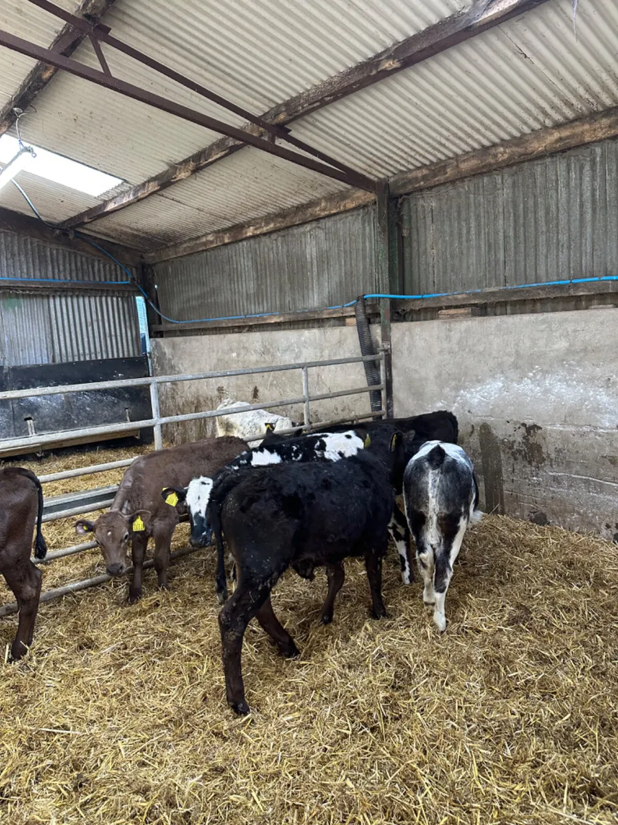 Reared heifers - Image 2