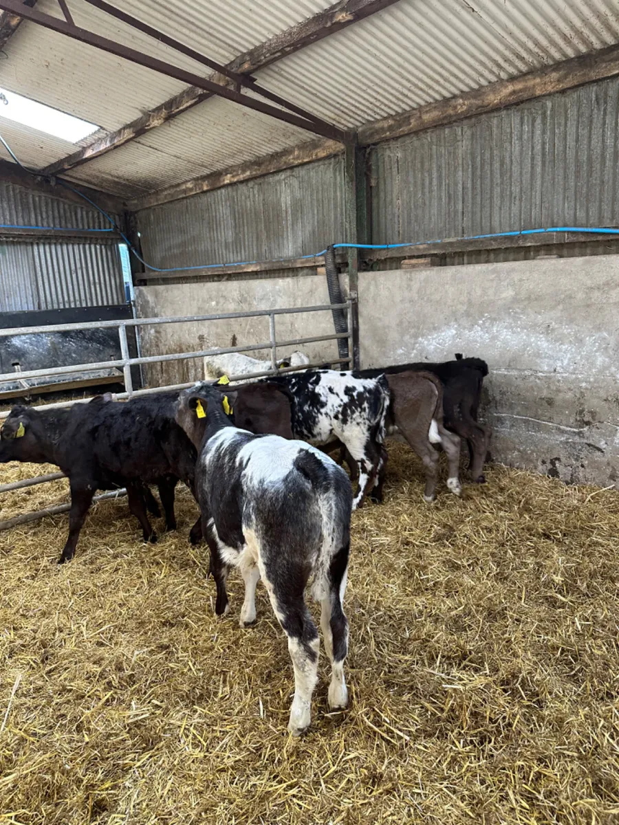 Reared heifers - Image 1