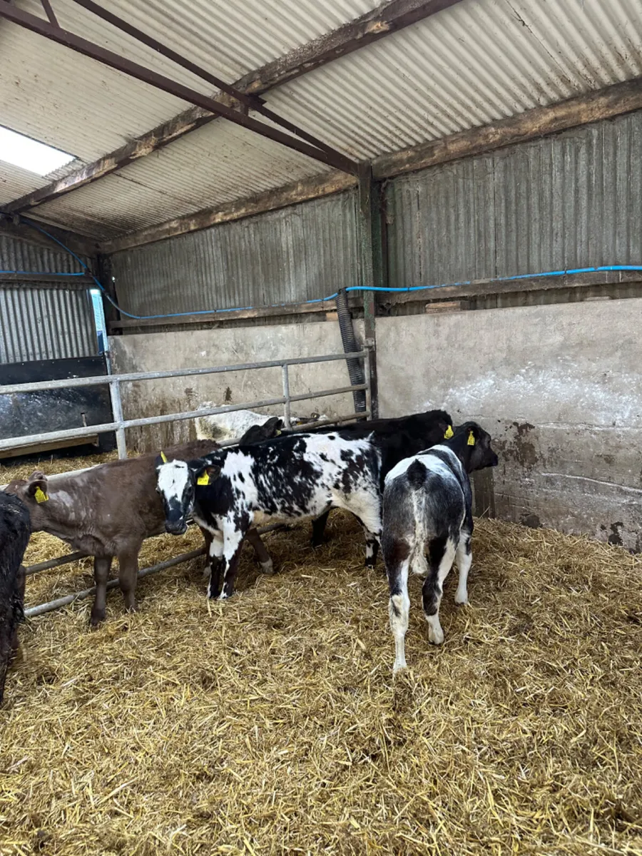 Reared heifers - Image 4