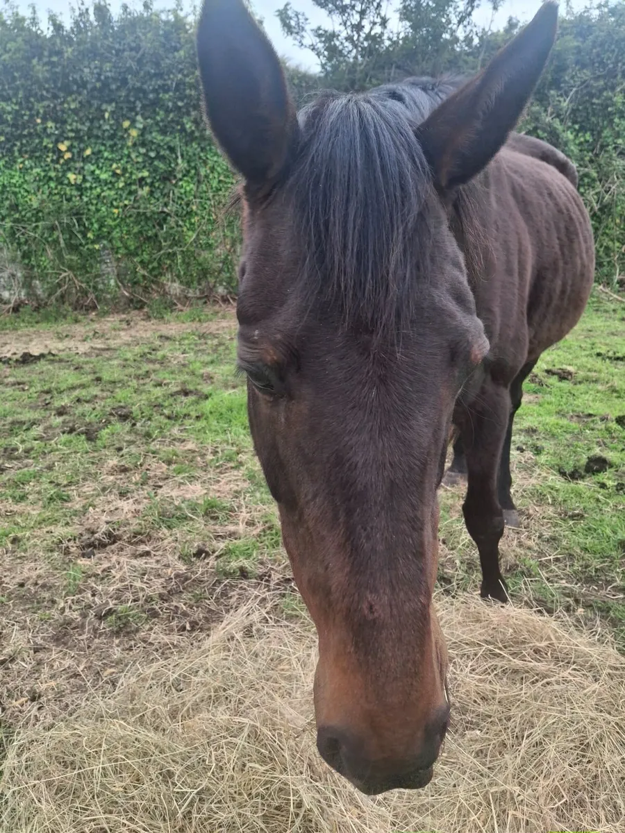 Horses - Image 4