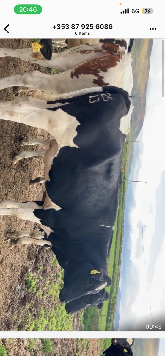 Maiden Heifers for sale - Image 1