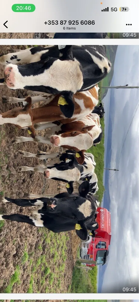 Maiden Heifers for sale - Image 2