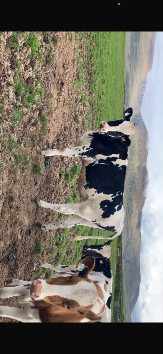 Maiden Heifers for sale - Image 3