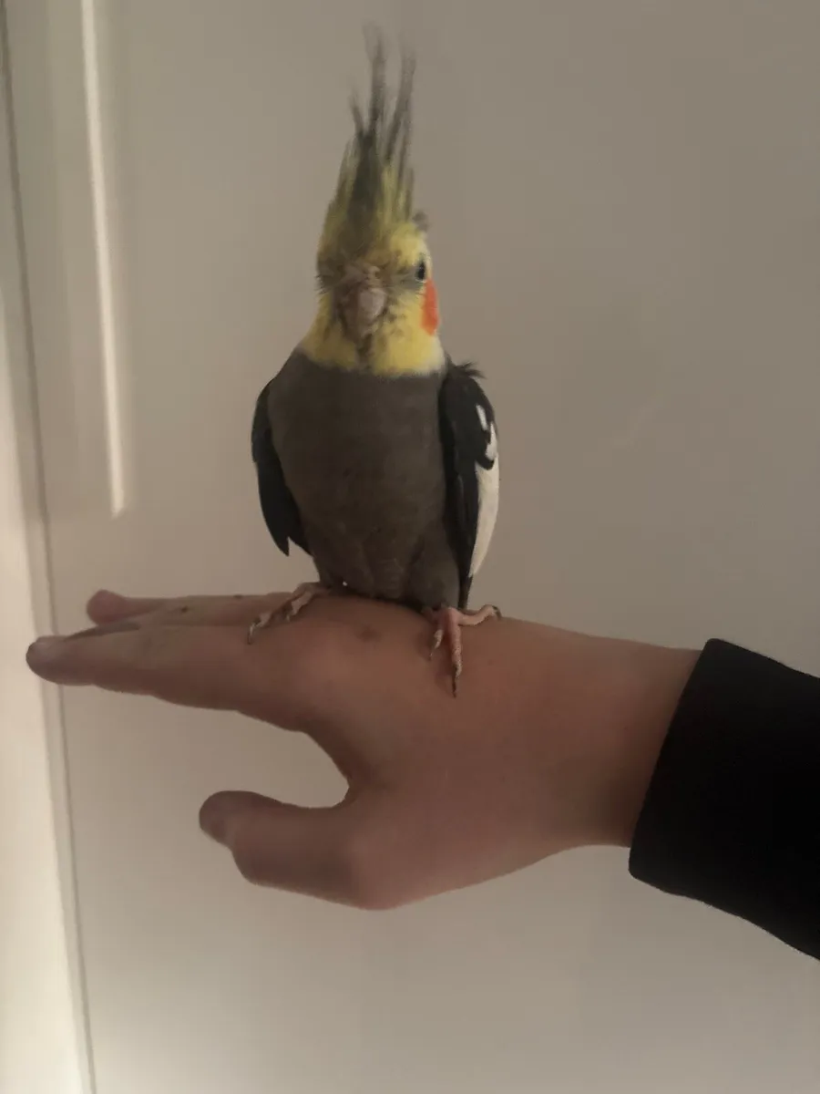 Bird - Image 1