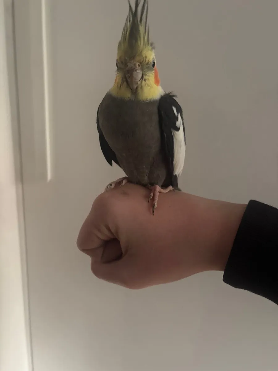Bird - Image 2