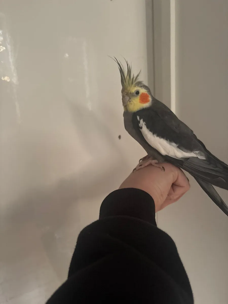 Bird - Image 3