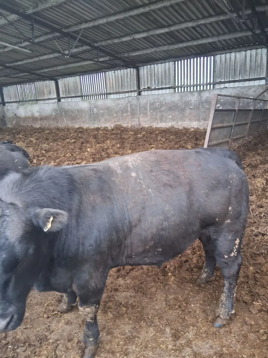 Cattle - Image 3