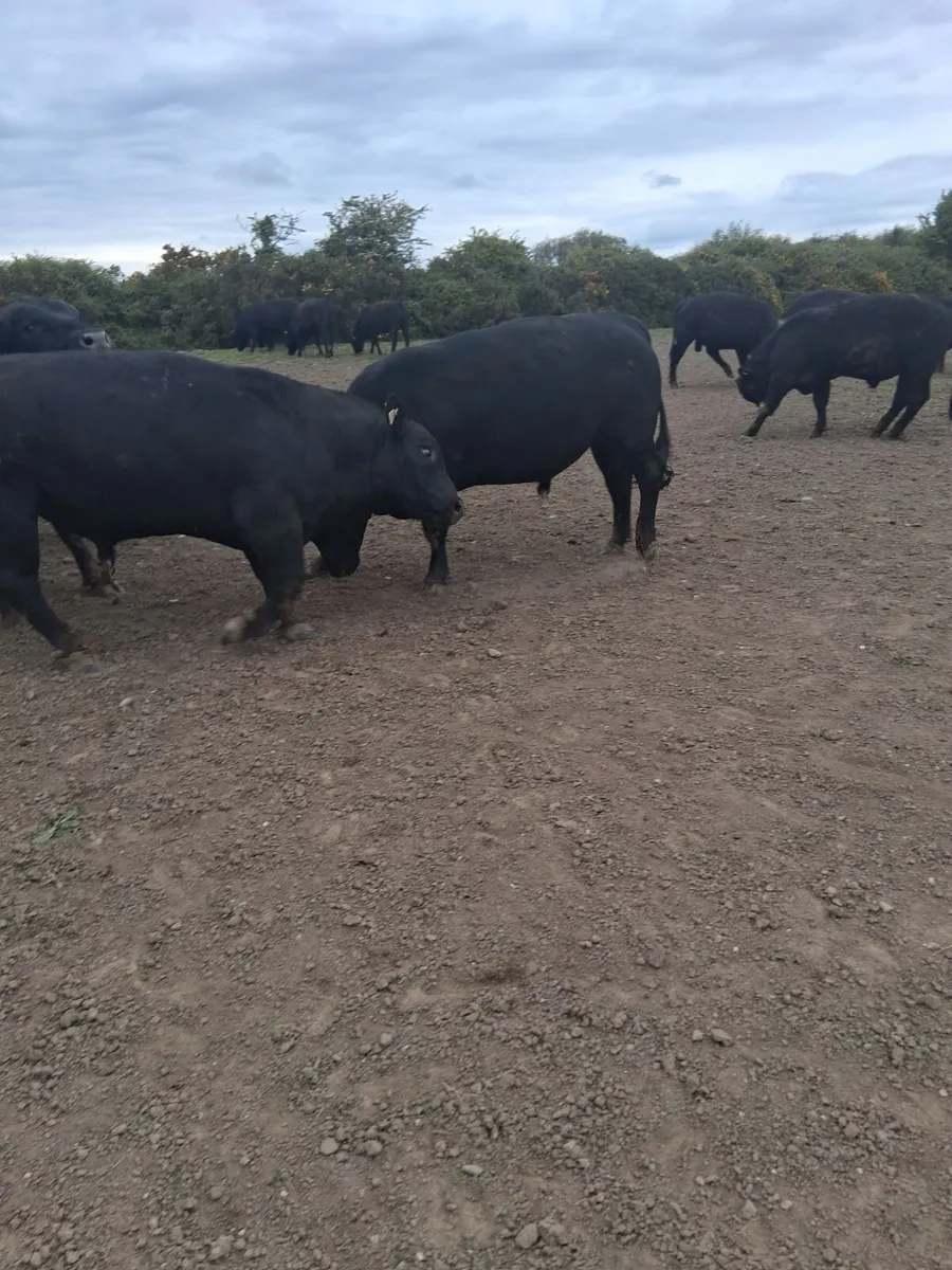 Cattle - Image 4