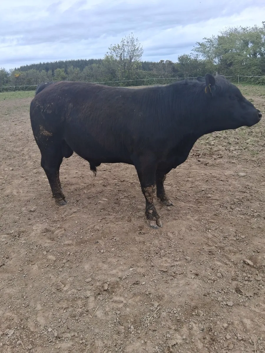 Cattle - Image 3