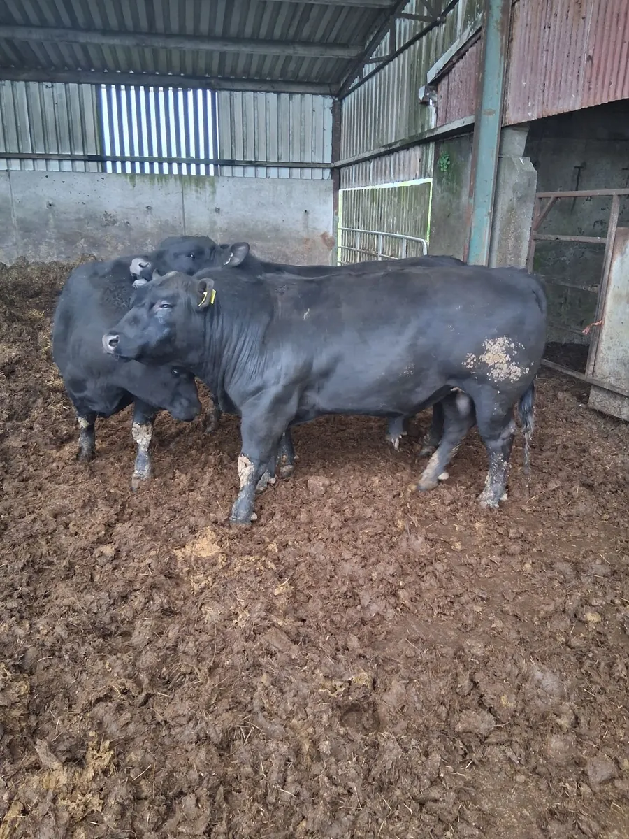 Cattle - Image 1