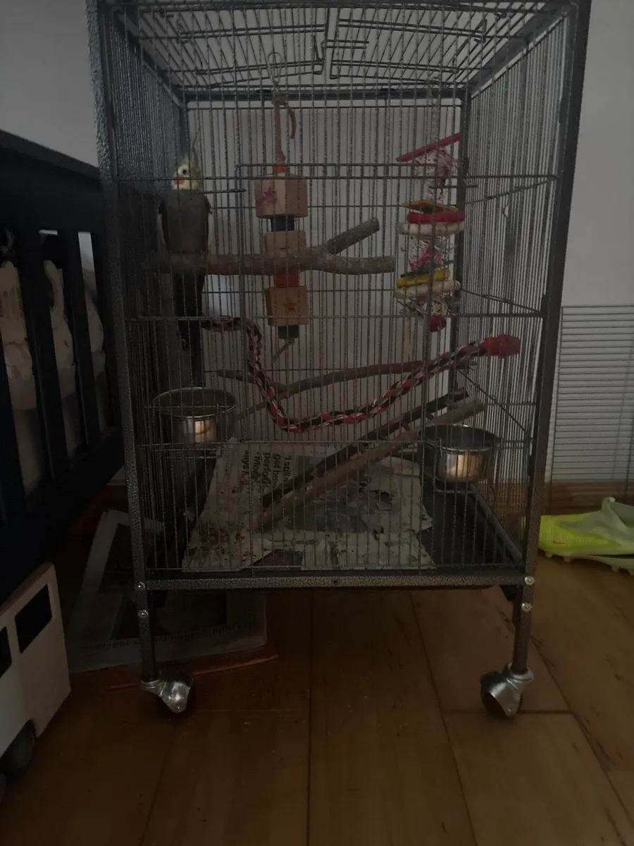 Bird - Image 4