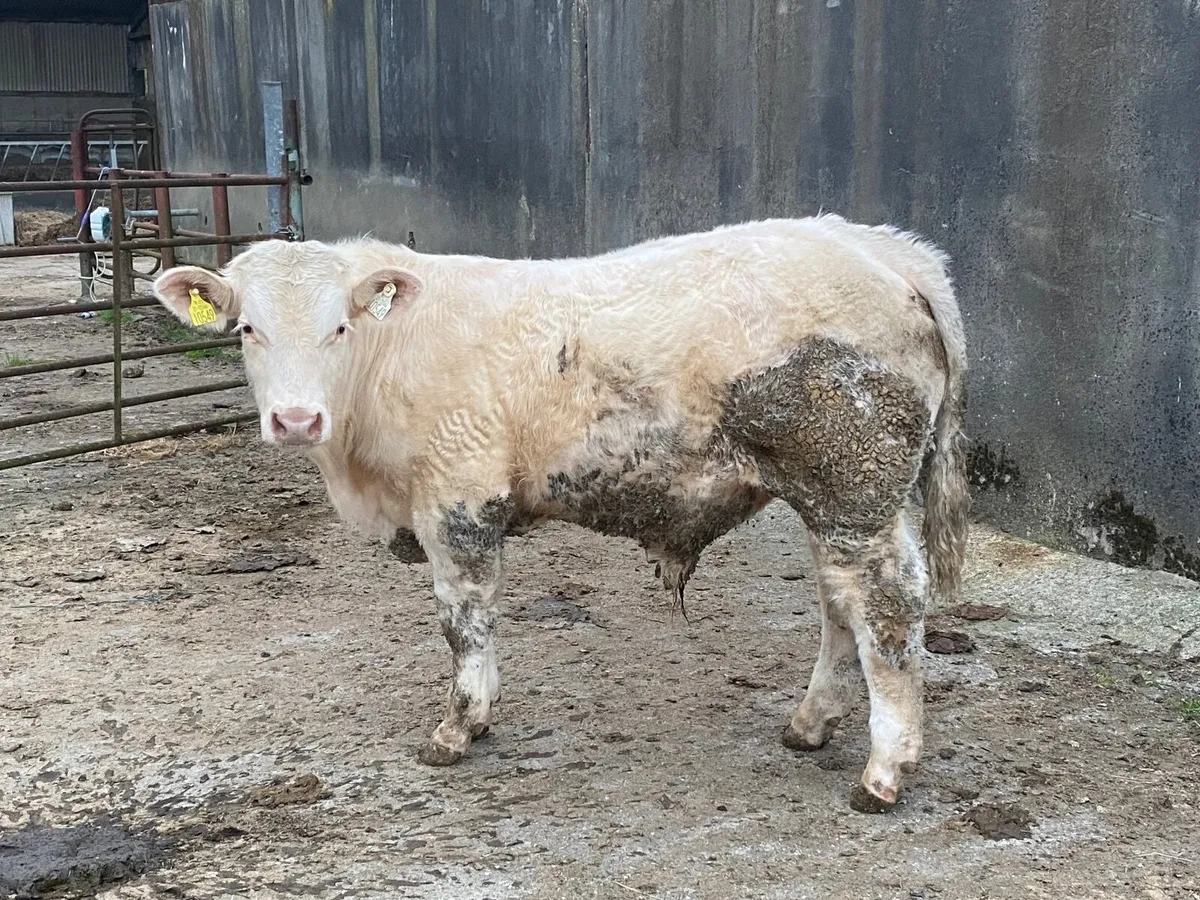 Pedigree Charolais bull - Image 4