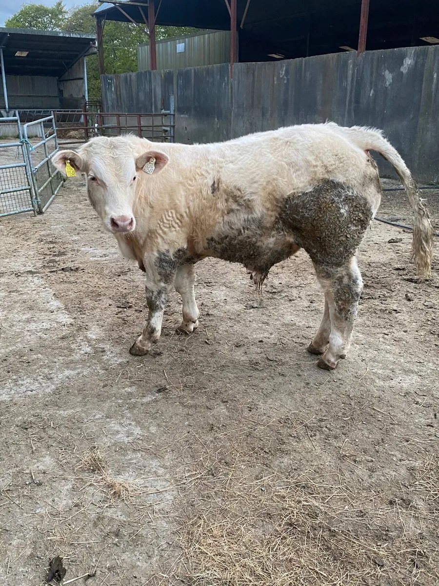 Pedigree Charolais bull - Image 3