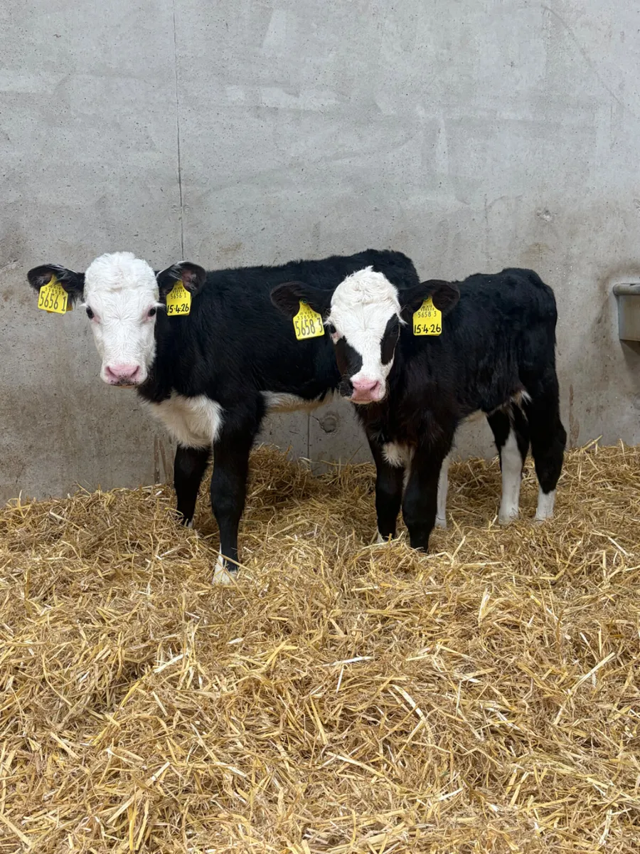 6 Hereford Heifer Calves - Image 4