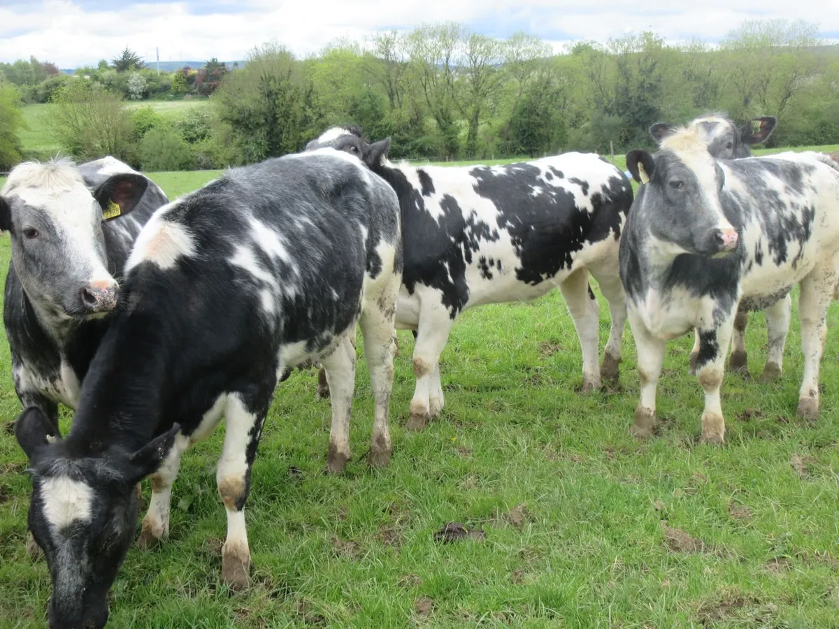 7 belgian blue heifers 5 star genotyped - Image 3