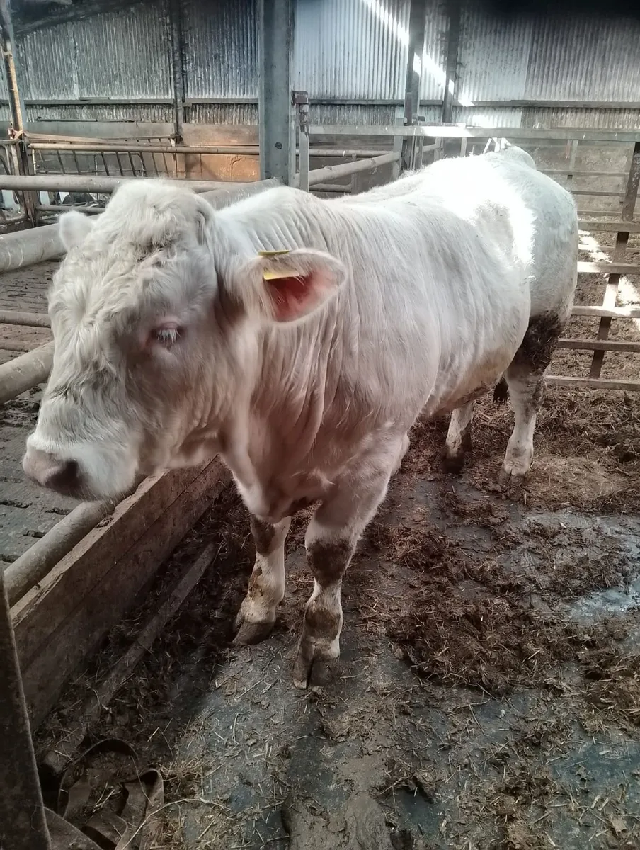 Pure Bred Charolais - Image 1