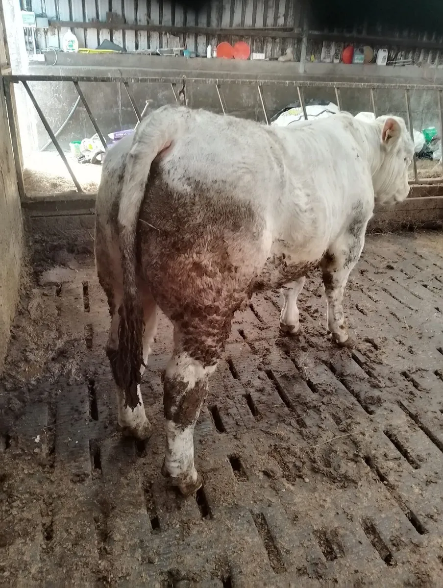 Pure Bred Charolais - Image 2