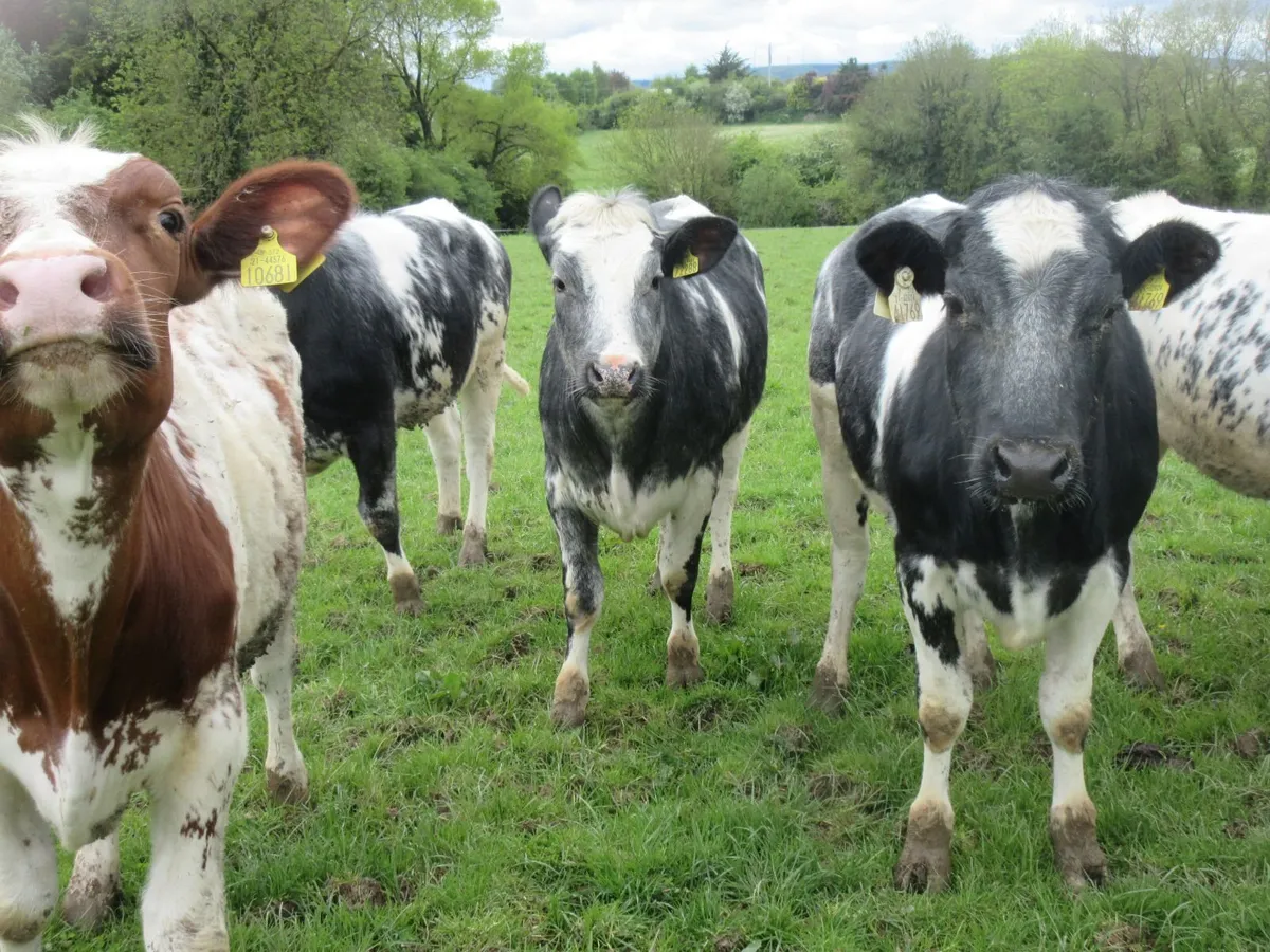 7 belgian blue heifers 5 star genotyped - Image 4