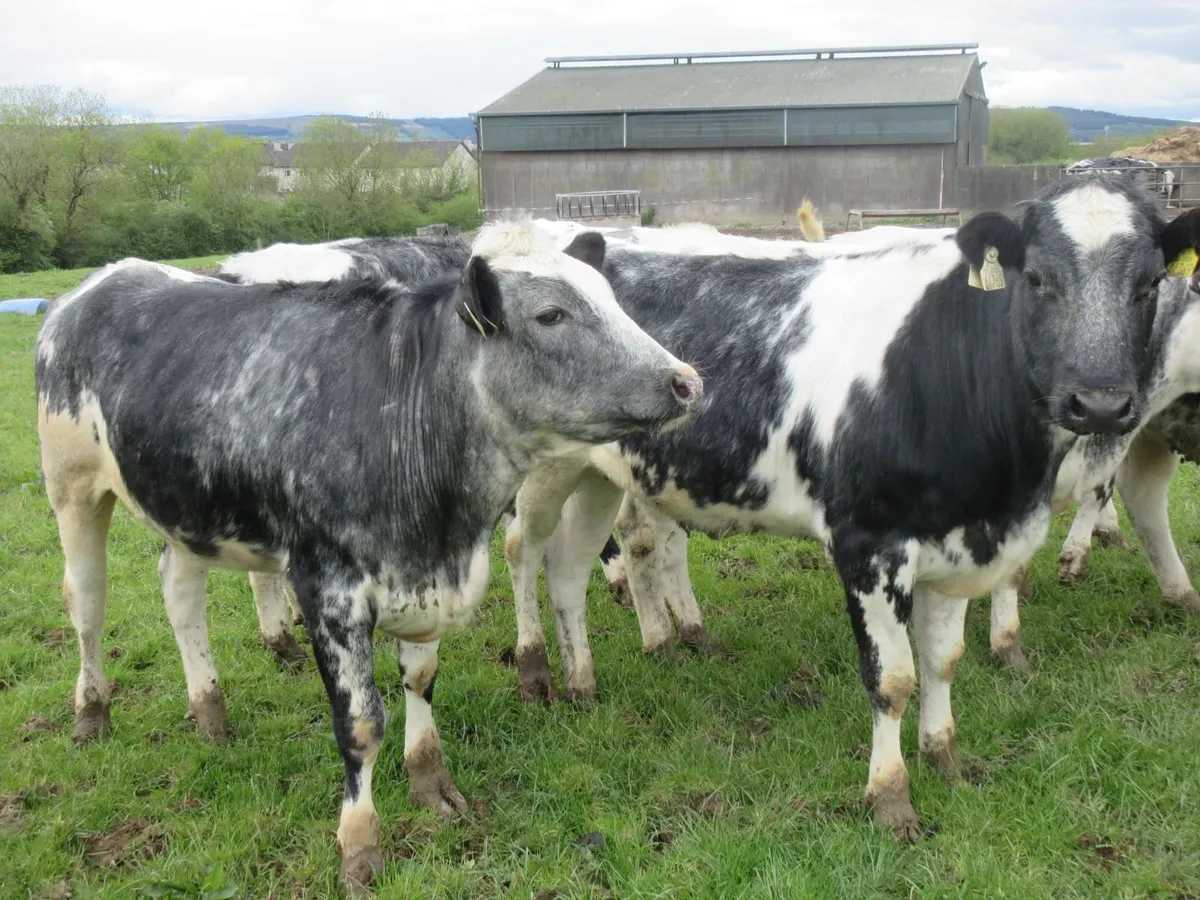 7 belgian blue heifers 5 star genotyped - Image 2