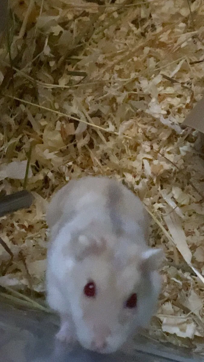 Pets - Image 2