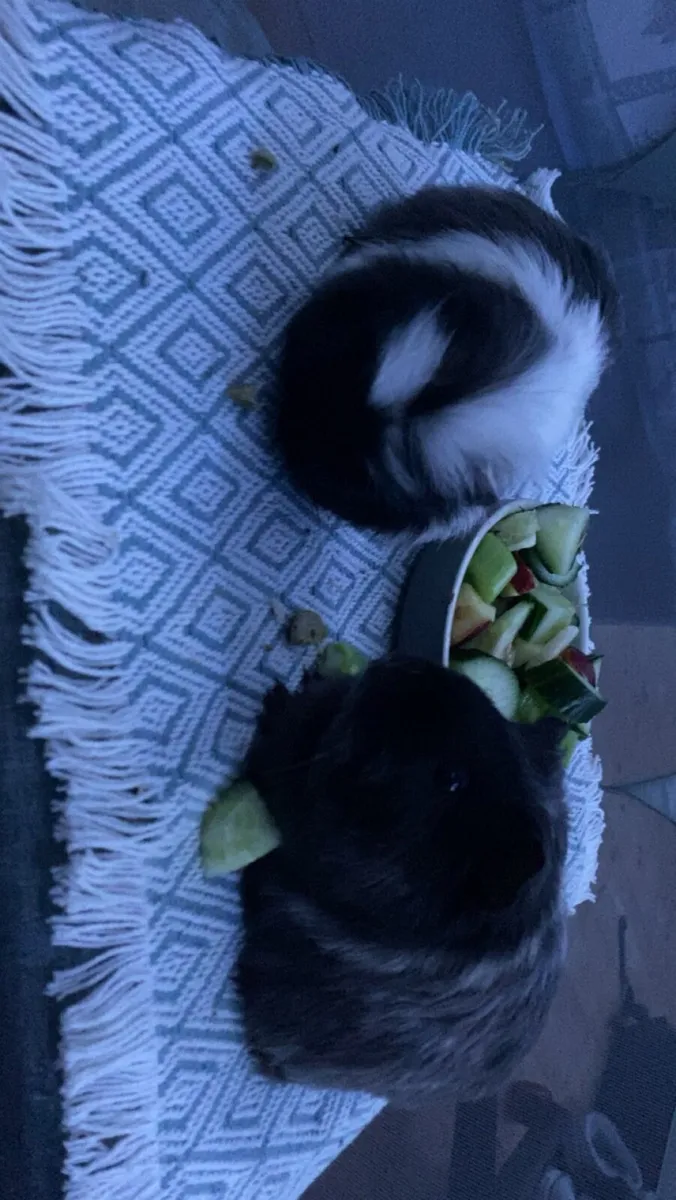 Pets - Image 1