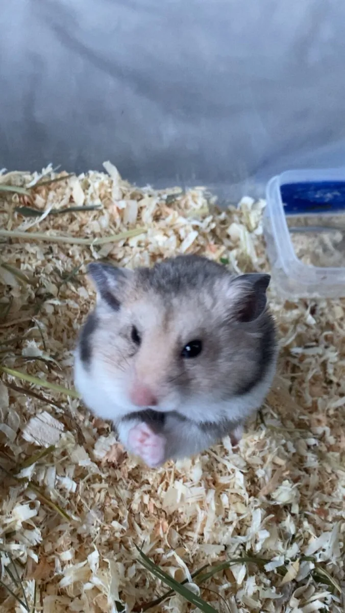 Pets - Image 3