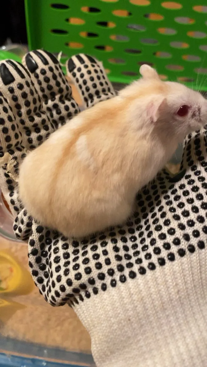 Pets - Image 4