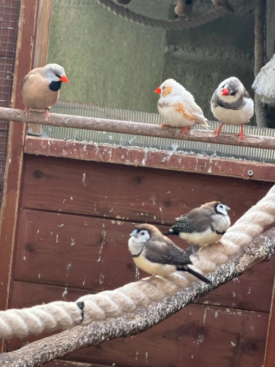 Finch - Image 1