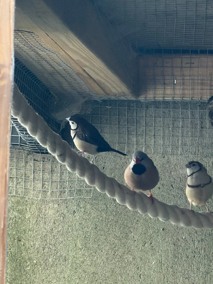 Finch - Image 3