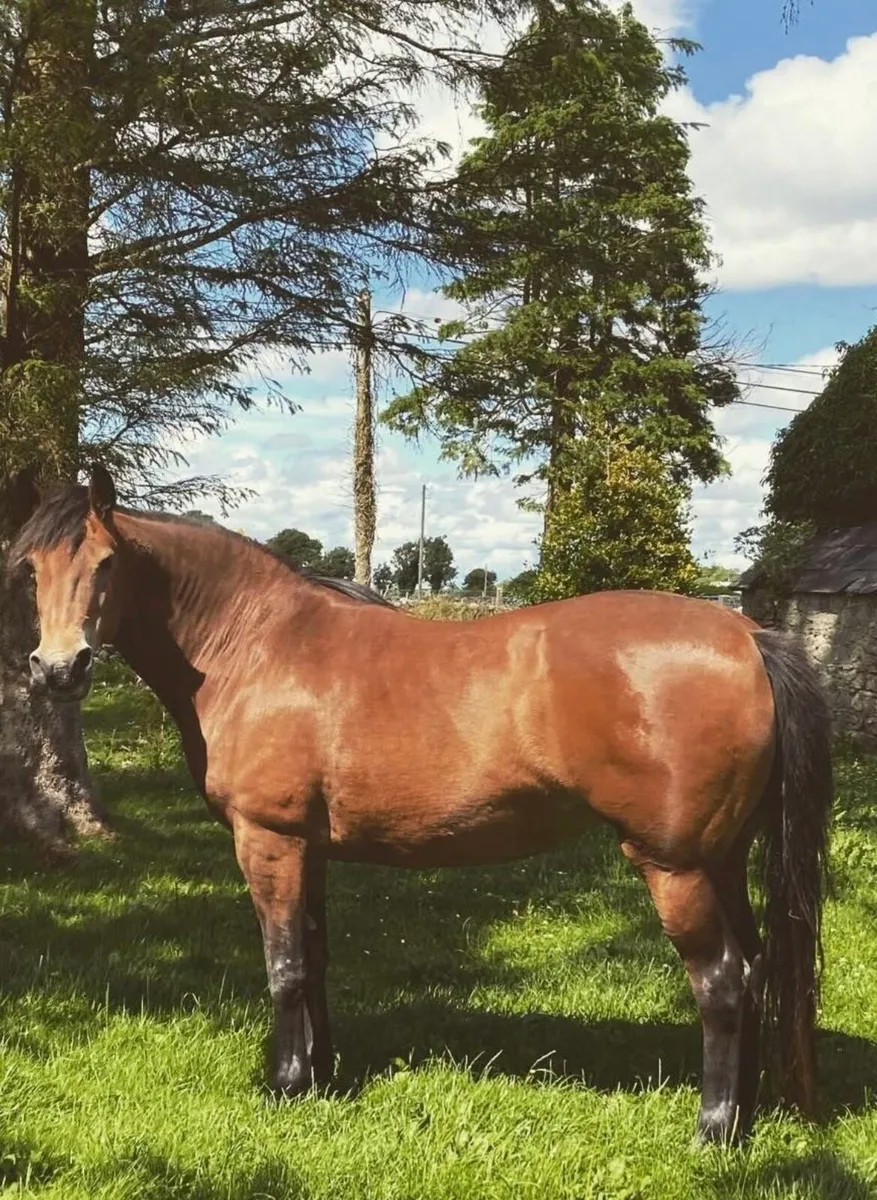 Connemara Class1 Mare - Image 2