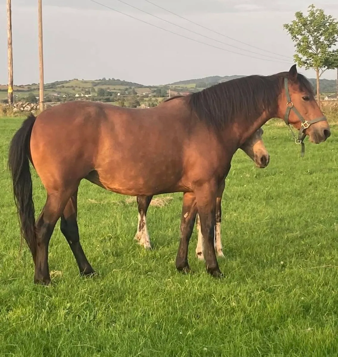 Connemara Class1 Mare - Image 3