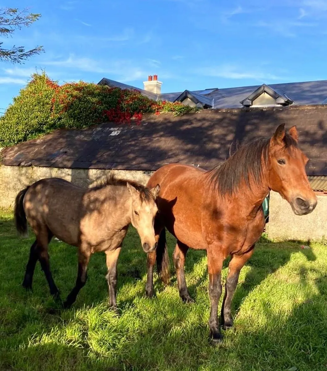 Connemara Class1 Mare - Image 4