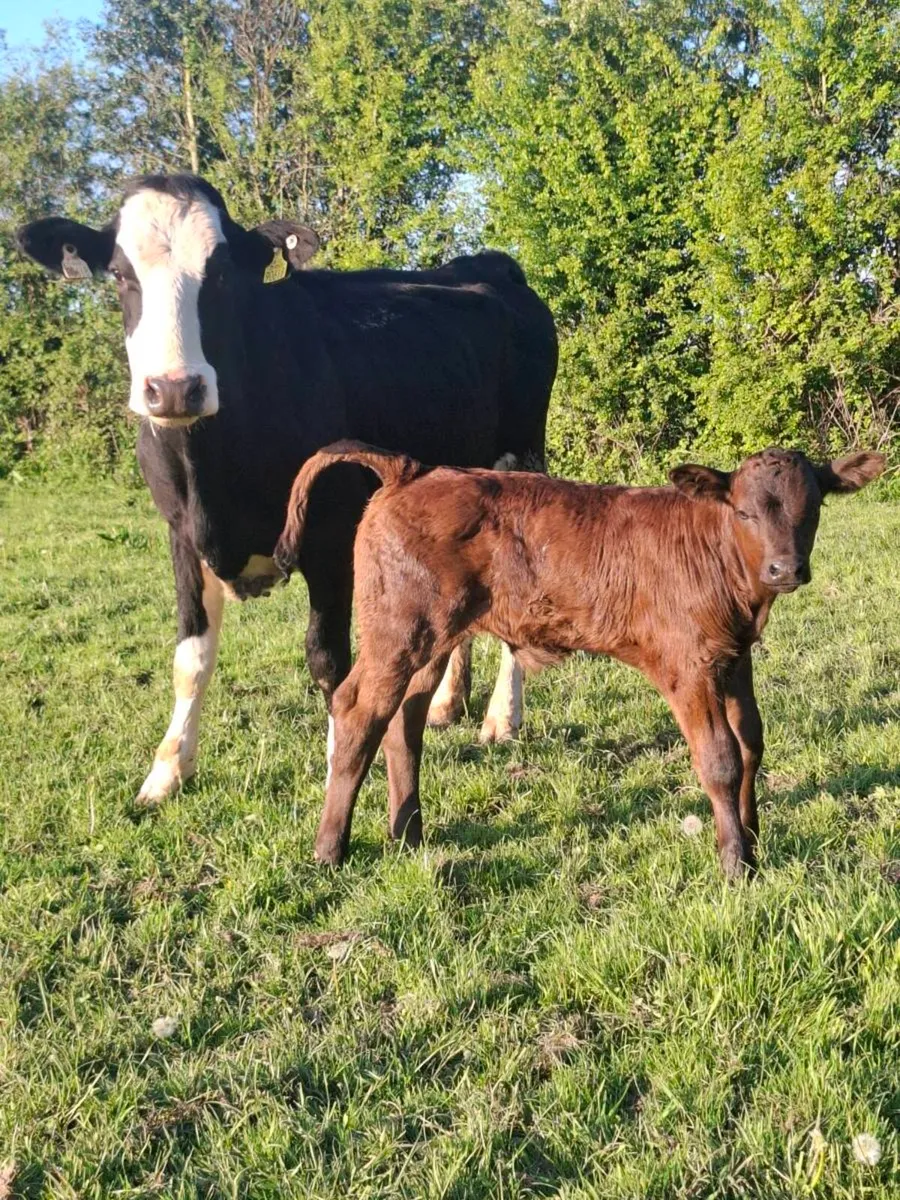 2 freshly calved 2nd calvers limousine calves - Image 2