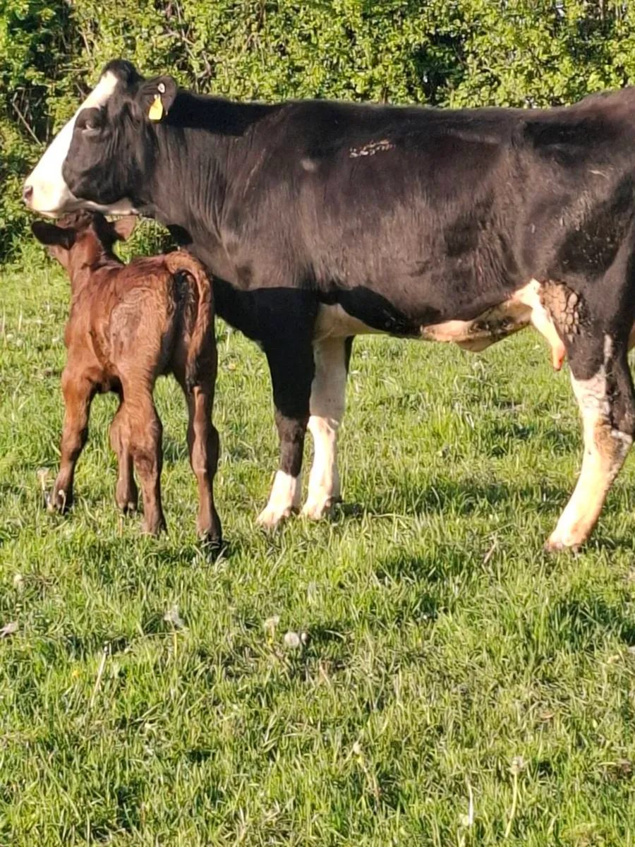 2 freshly calved 2nd calvers limousine calves - Image 4