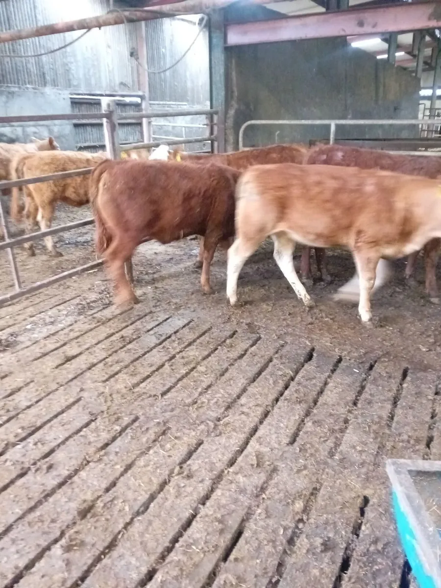 Cattle - Image 1