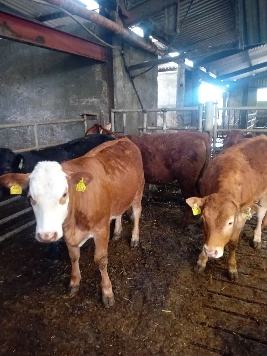 Cattle - Image 2