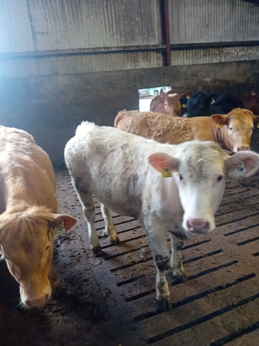 Cattle - Image 3